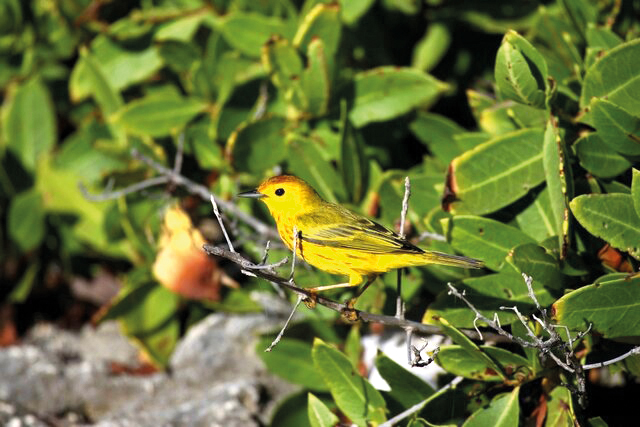 ENVIRONMENT: Becoming a professional birdwatching guide is